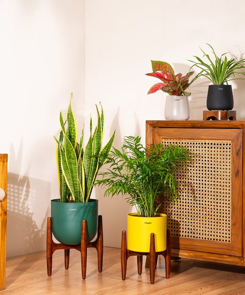 Chamaedorea Palm with Large Metal Self Watering Pot