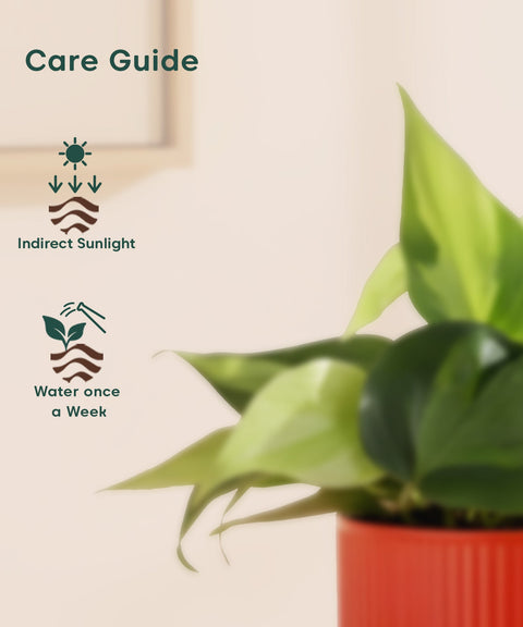 Philodendron Oxycardium Variegated Plant With Mylo Planter