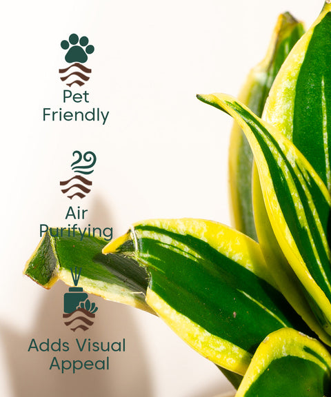 Golden Hahnii Snake Plant With Nova Self Watering Pot