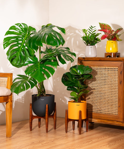 Monstera Deliciosa with Extra Large Self Watering Pot
