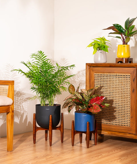 Chamaedorea palm with Extra Large Metal Self Watering Pot