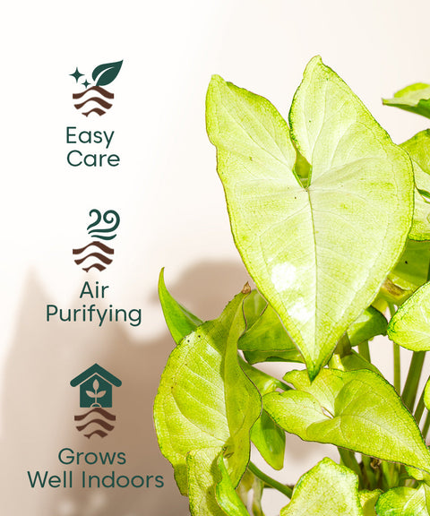 Syngonium Pixie White Plant With Nova Self Watering Pot