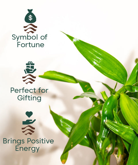 Lucky Bamboo Plant With Nova Self Watering Pot