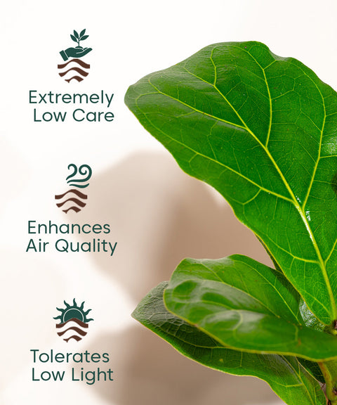 Fiddle Fig Plant With Nova Self Watering Pot