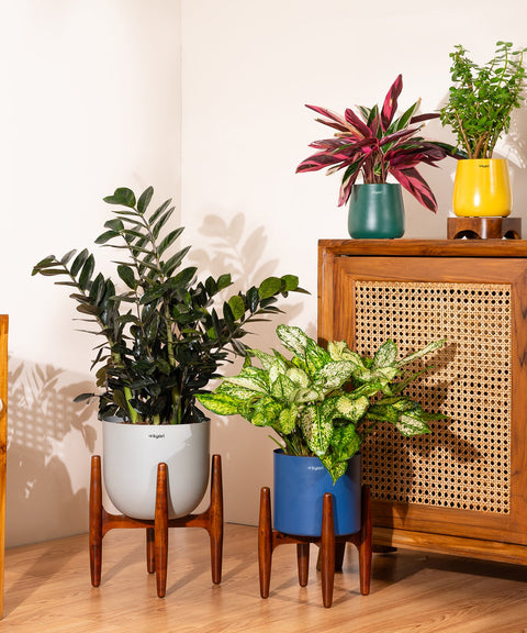 ZZ Black with Extra Large Metal Self Watering Pot Bonanza
