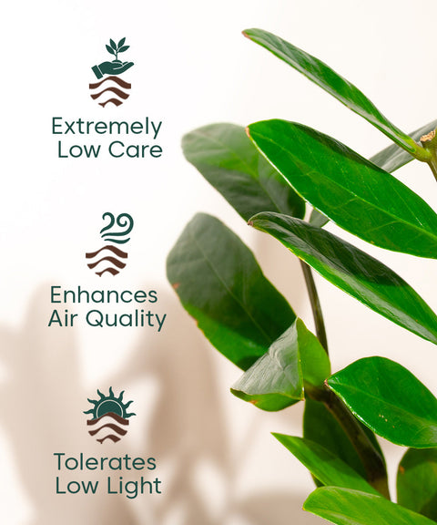 Zamia Green - ZZ Plant With Nova Self Watering Pot