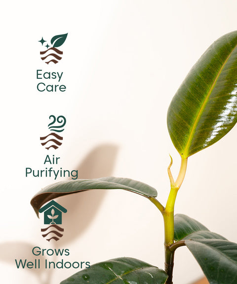 Black Rubber Plant with Self Watering Pot
