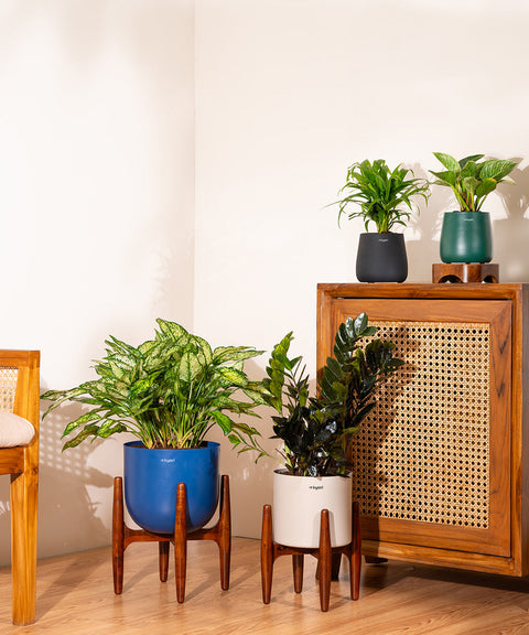 ZZ Black with Large Metal Self Watering Pot Bonanza
