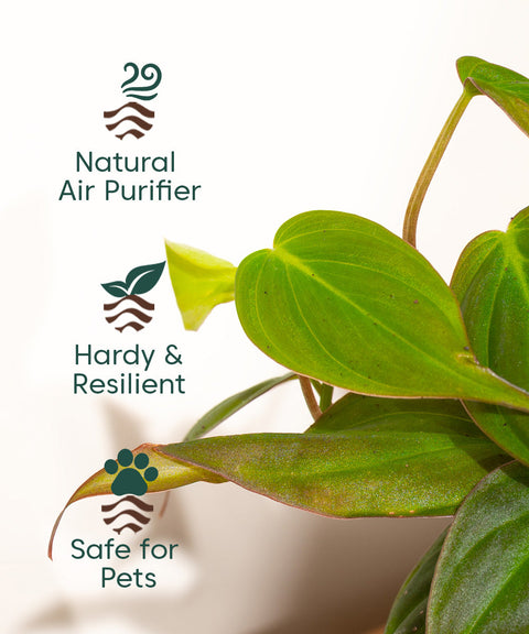 Philodendron Micans Plant With Self Watering Pot (Copy)