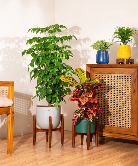 China Doll with Extra Large Metal Self Watering Pot Bonanza