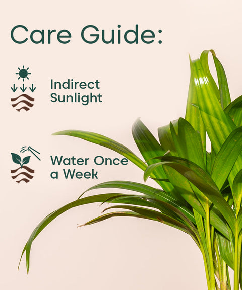 Areca Palm Plant With Self Watering Pot