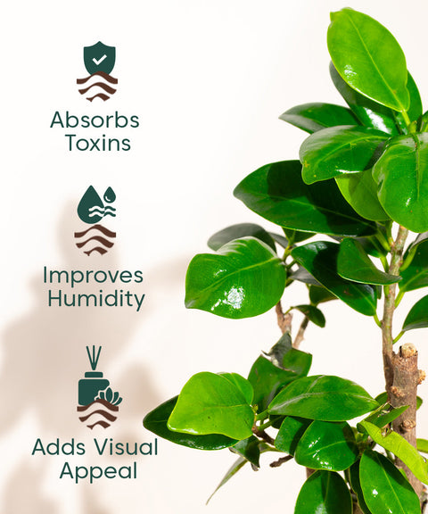 Lucky Bonsai Plant With Nova Self Watering Pot
