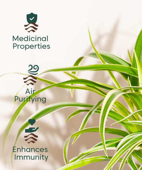Spider Plant With Nova Self Watering Pot