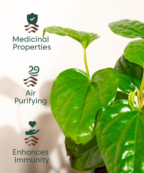 Betel Leaf Plant With Nova Self Watering Pot