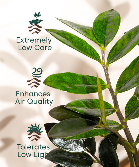 ZZ - Zamia Black Plant Nova