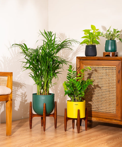 Areca Palm with Extra Large Metal Self Watering Pot