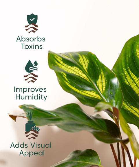 Peacock Plant With Nova Self Watering Pot