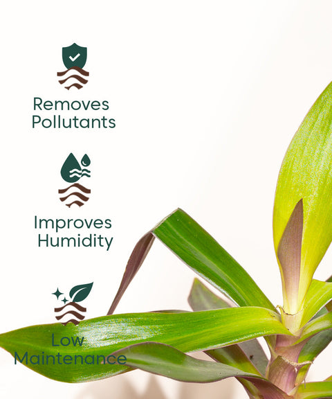 Oyster Plant With Nova Self Watering Pot