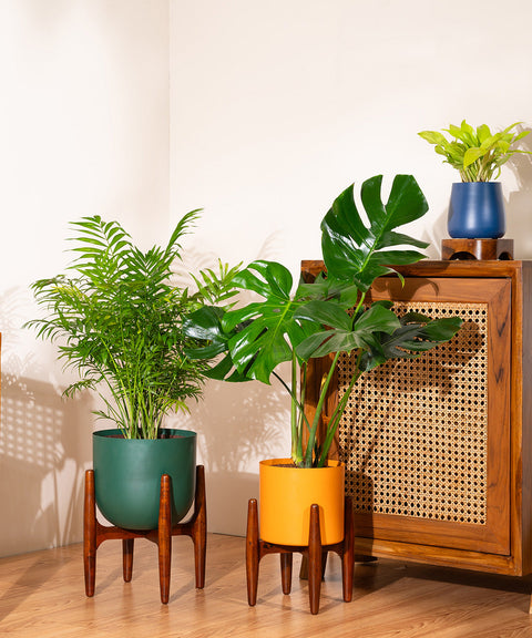Monstera Deliciosa with Large Metal Self Watering Pot