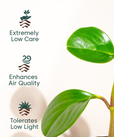 Peperomia Green Plant With Nova Self Watering Pot