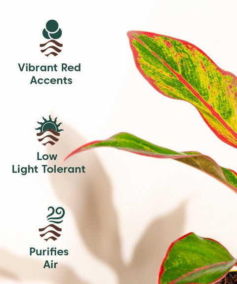 Aglaonema Lipstick Plant With Self Watering Pot
