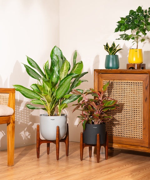 Aglaonema Ice with Extra Large Metal Self Watering Pot