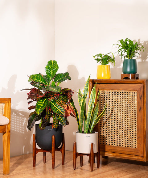Golden Hahnii Snake Plant With Self Watering Pot