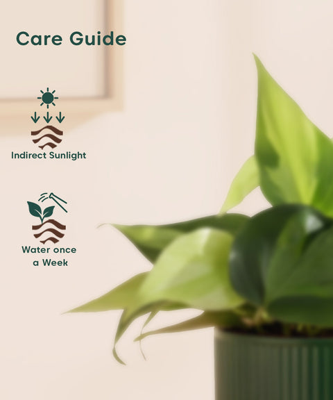 Philodendron Oxycardium Variegated Plant With Mylo Planter