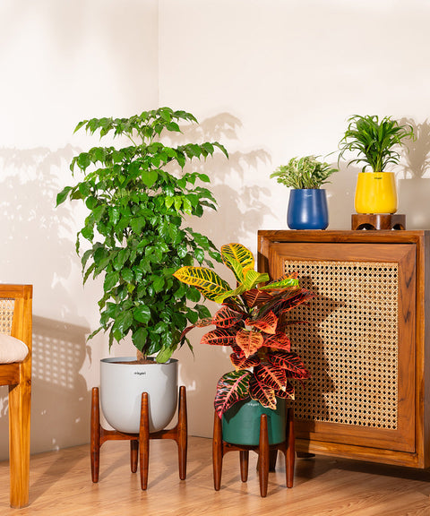 Croton Petra with Large Metal Self Watering Pot Bonanza