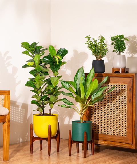 Aglaonema Ice Plant with Large Metal Self Watering Pot Bonanza