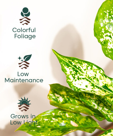 Aglaonema Snow White Plant With Nova Self Watering Pot