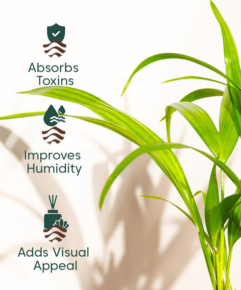 Areca Palm Plant With Nova Self Watering Pot