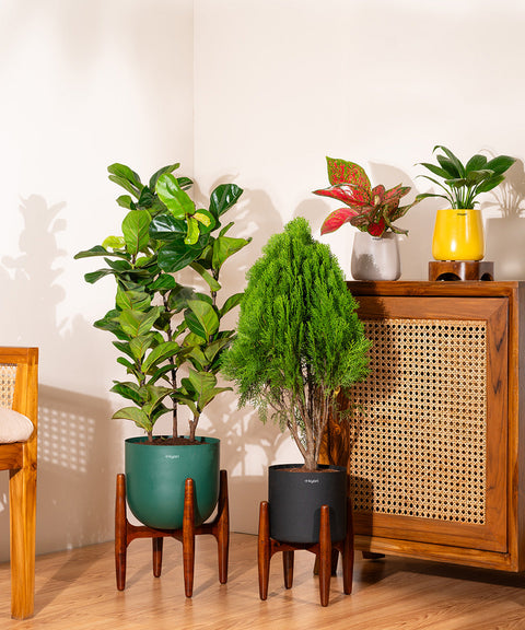 Thuja Plant with Large Metal Self Watering Pot