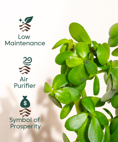 Lucky Jade Plant With Nova Self Watering Pot