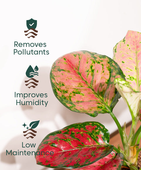 Aglaonema Pink Valentine Plant With Nova Self Watering Pot