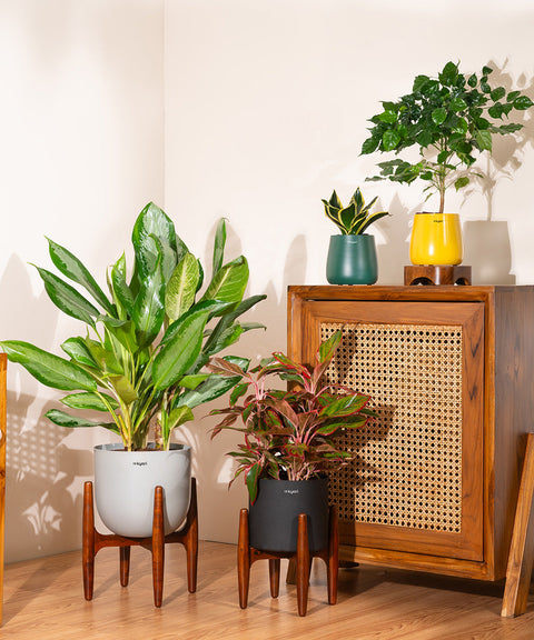 Aglaonema Lipstick Plant with Zen Planter