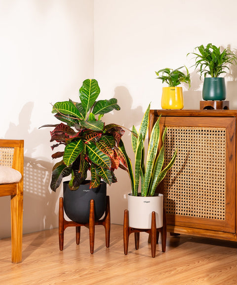 Croton Petra with Extra Large Metal Self Watering Pot Bonanza