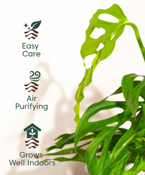 Philodendron Broken Heart Plant With Nova Self Watering Pot