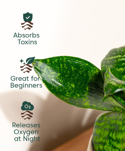 Green Snake Plant With Nova Self Watering Pot
