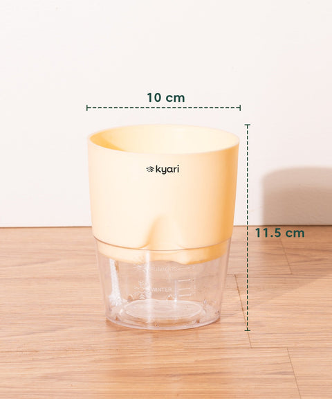 Kyari Poetic Pot Combo of 3 Colours (Yellow, White, Red)