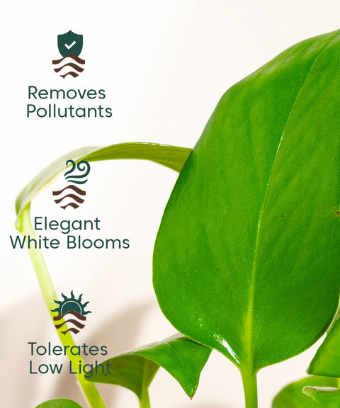 Peace Lily Plant With Nova Self Watering Pot