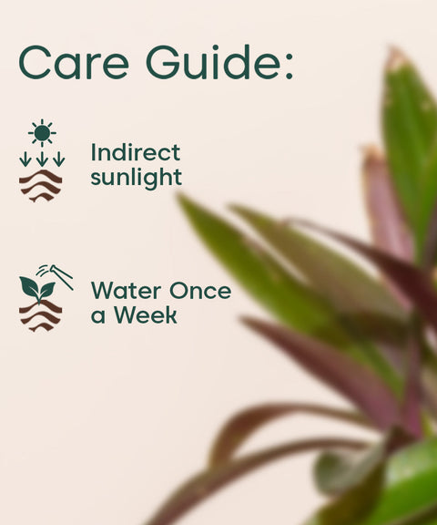 Oyster Plant With Self Watering Pot - Cred offer