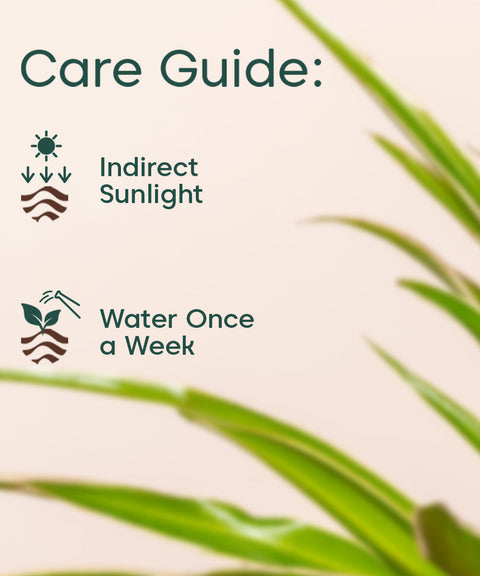 Spider Plant With Self Watering Pot Paytm