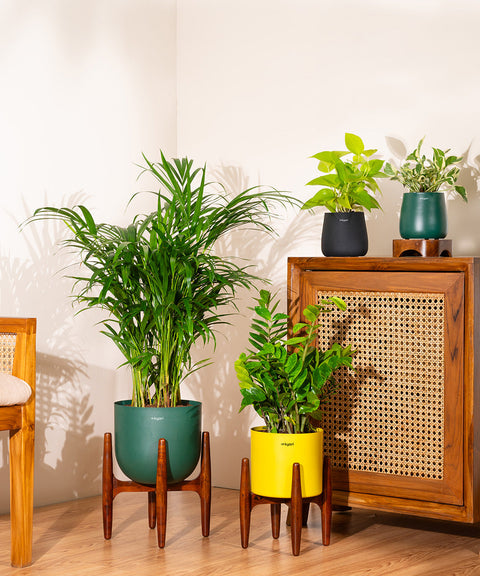 ZZ Green with Large Metal Self Watering Pot Bonanza