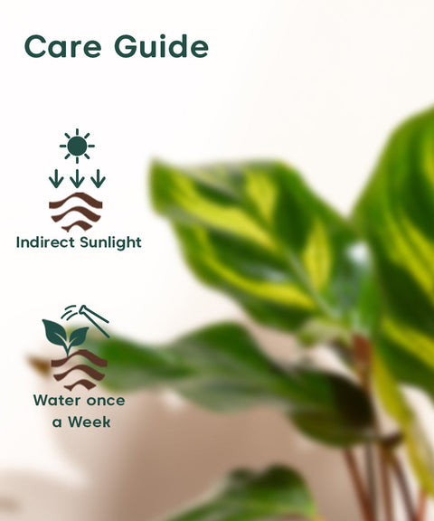 Peacock Plant With Nova Self Watering Pot