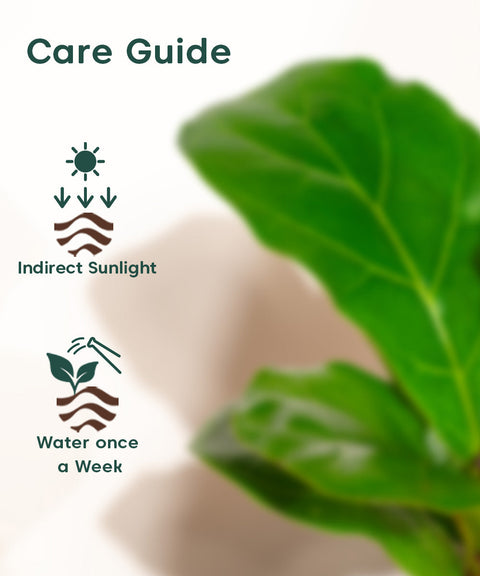 Fiddle Fig Plant With Nova Self Watering Pot