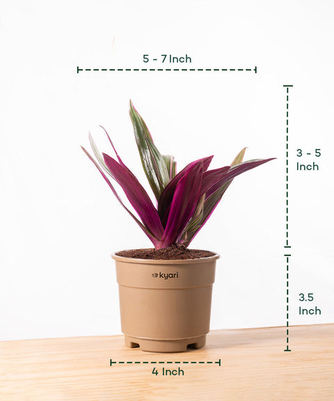 Oyster Plant With Grow Pot - Paytm Exclusive