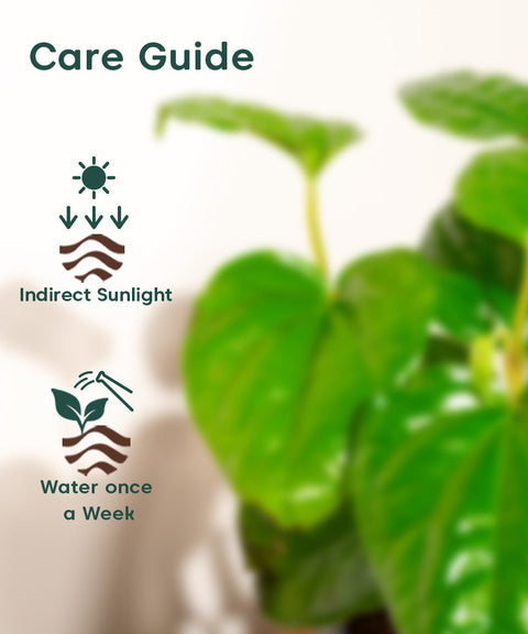 Betel Leaf Plant With Nova Self Watering Pot
