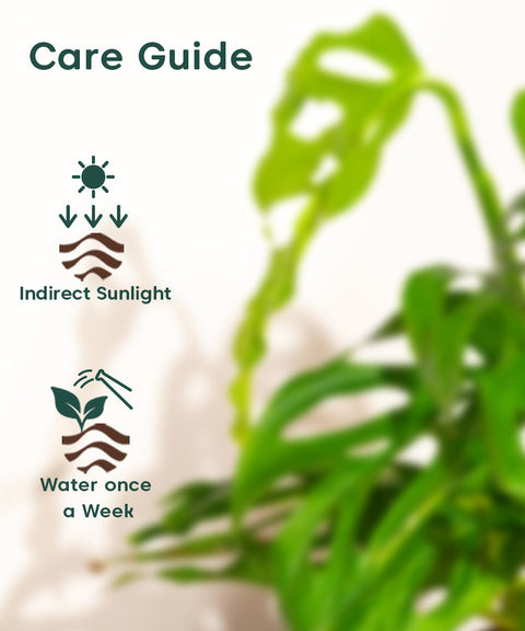 Philodendron Broken Heart Plant With Nova Self Watering Pot