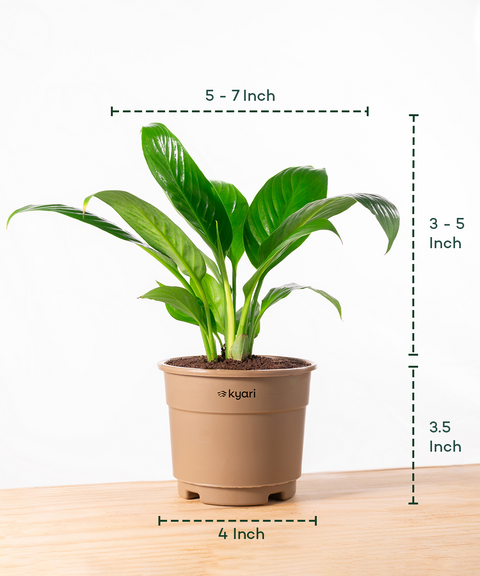 Peace Lily Plant With Grow Pot - BYOB